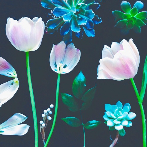 ipad wallpaper tumblr,flower,purple,petal,plant,tulip (97721