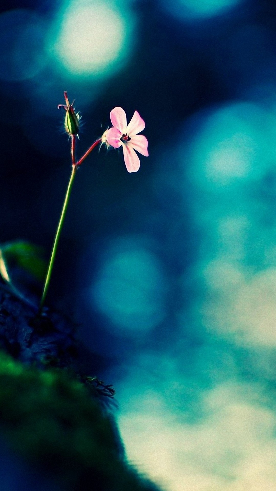 fondo de pantalla full hd para pantalla móvil,naturaleza,cielo,azul,flor,planta