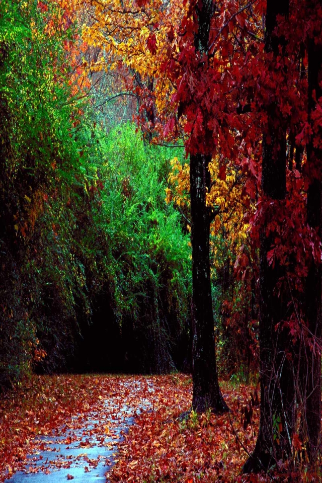 モバイル画面用のフルhdの壁紙,木,自然の風景,自然,葉,赤