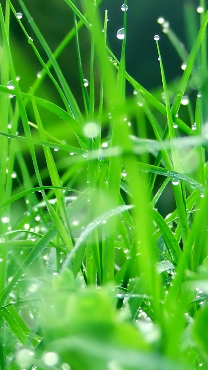 full hd wallpaper for mobile screen,green,moisture,dew,water,grass