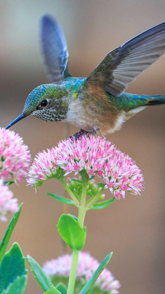 full hd wallpaper für den mobilen bildschirm,kolibri,vogel,rufous kolibri,pflanze,blume