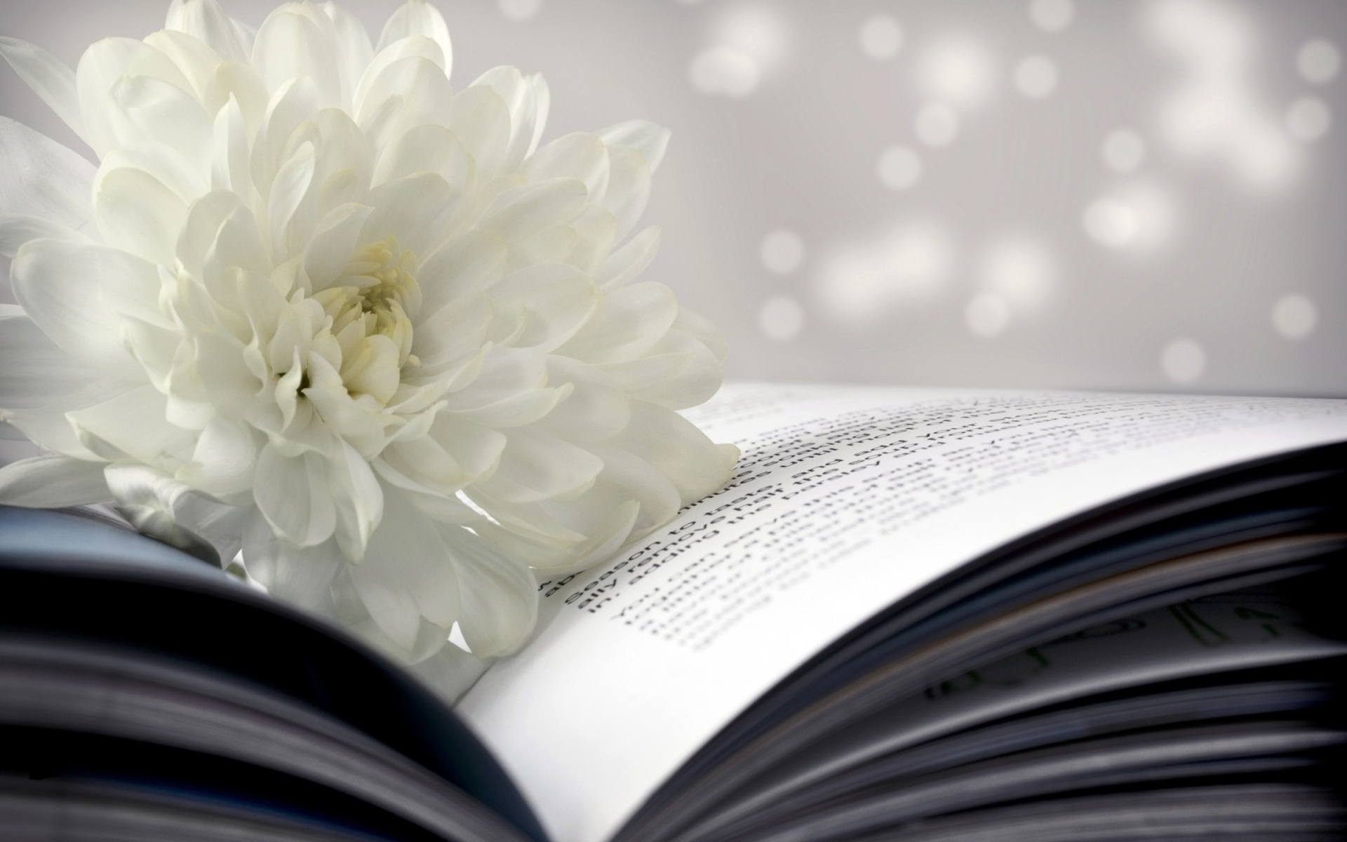 book wallpaper hd,white,black and white,text,monochrome photography,petal