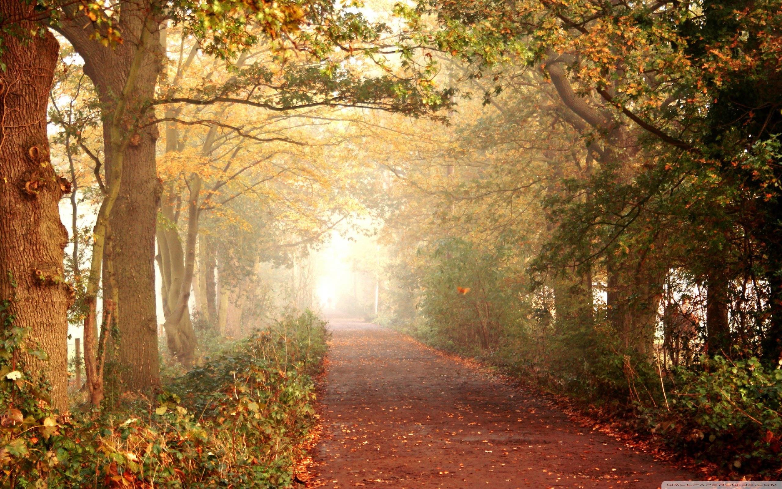 fondo de pantalla hd para pantalla completa de escritorio,paisaje natural,naturaleza,árbol,luz del sol,mañana