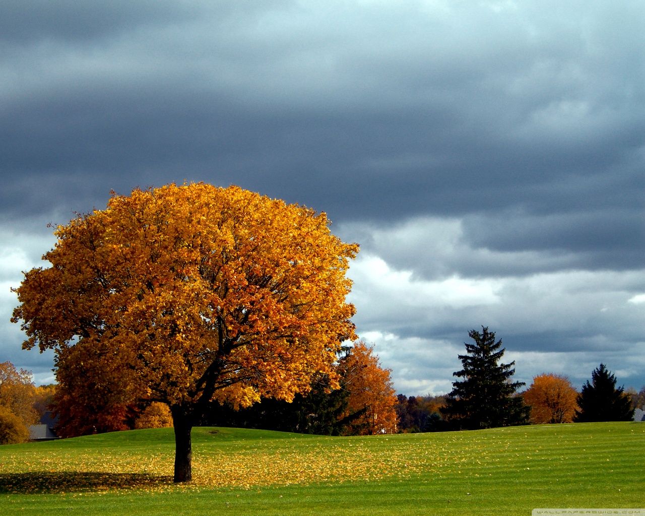 wallpaper hd per desktop a schermo intero,paesaggio naturale,albero,cielo,natura,foglia