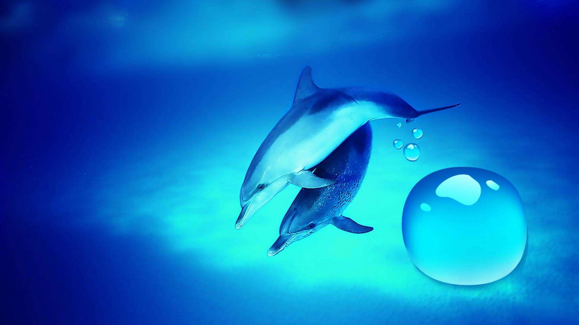 live wallpaper hd für pc,delfin,gemeiner tümmler,kurzschnabel delphin,tümmler,meeressäugetier