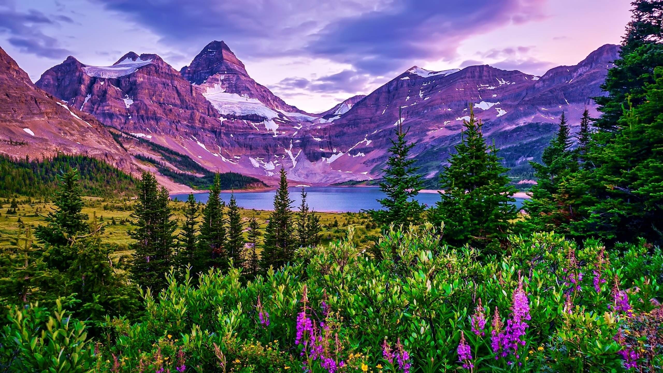 16k fondo de pantalla,naturaleza,montaña,paisaje natural,cordillera,flor silvestre