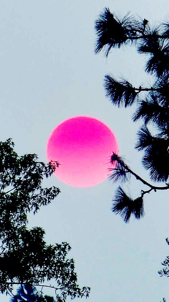 vaporwave iphone wallpaper,sky,nature,pink,tree,daytime