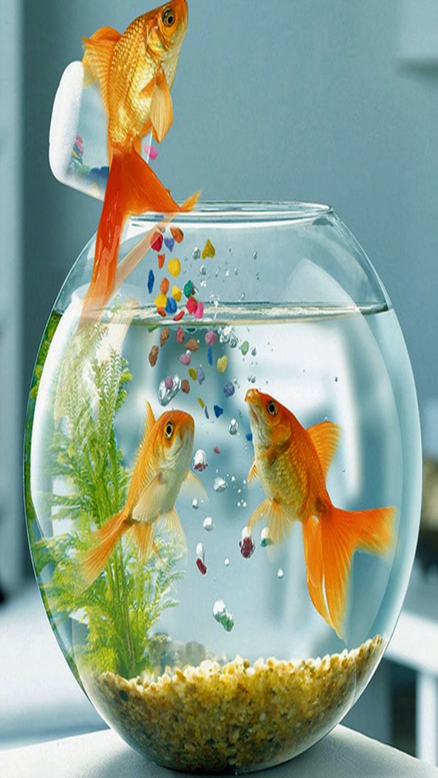 samsung s4 wallpaper,fish,goldfish,feeder fish,freshwater aquarium,glass