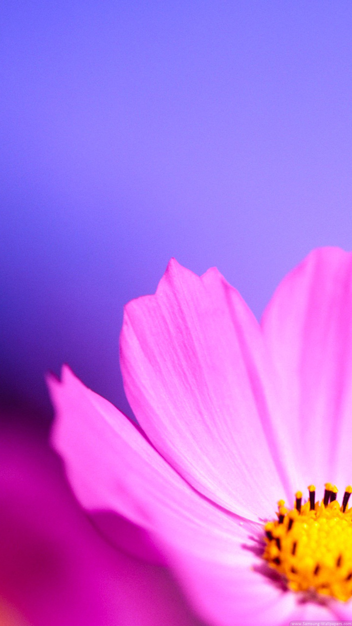 サムスンギャラクシーs3壁紙,花,開花植物,花弁,ピンク,紫の