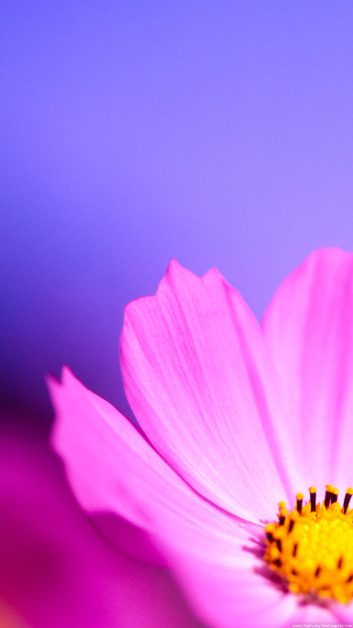 samsung galaxy s3 wallpaper,flower,flowering plant,petal,pink,purple