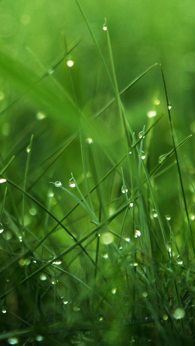 fond d'écran pluie iphone,vert,l'eau,herbe,humidité,feuille