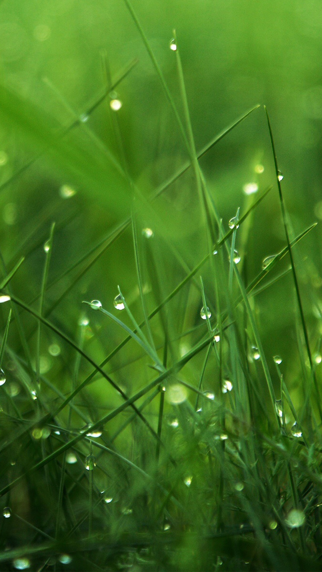 regentapete iphone,grün,wasser,gras,feuchtigkeit,blatt