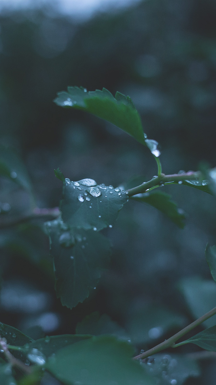 pioggia sfondi iphone,acqua,rugiada,natura,umidità,far cadere