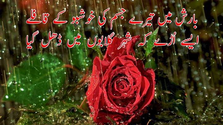 barish wallpaper,garden roses,rose,flower,rose family,plant