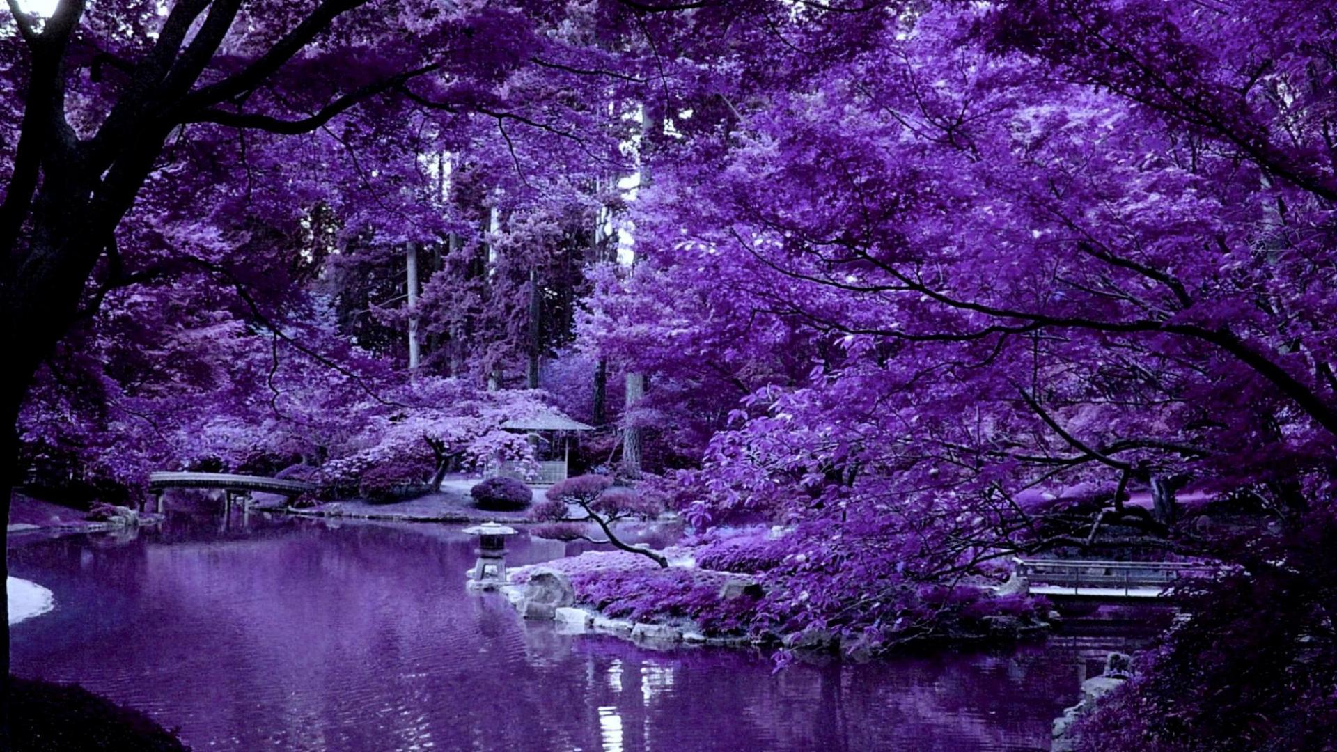 violette tapete,natur,natürliche landschaft,lila,violett,wasser