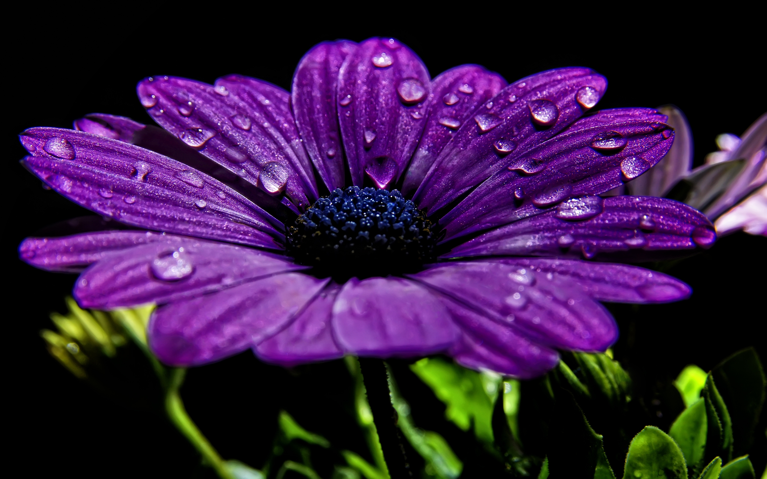 carta da parati viola,fiore,petalo,viola,viola,margherita africana