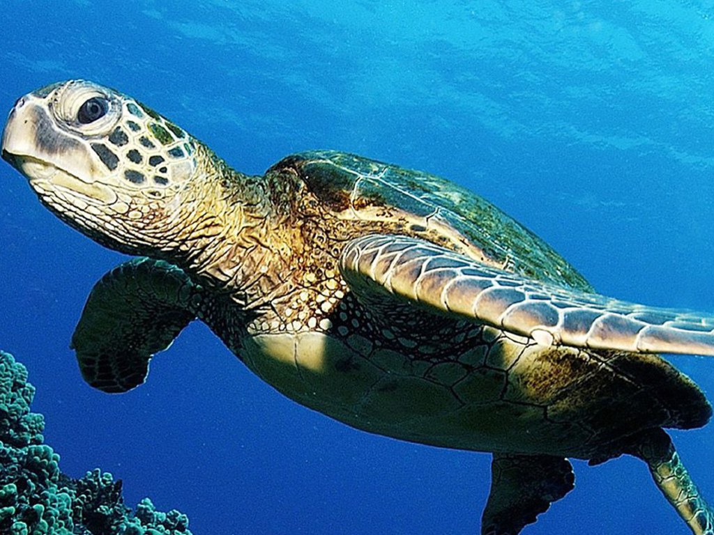 turtle wallpaper,sea turtle,vertebrate,hawksbill sea turtle,olive ridley sea turtle,loggerhead sea turtle