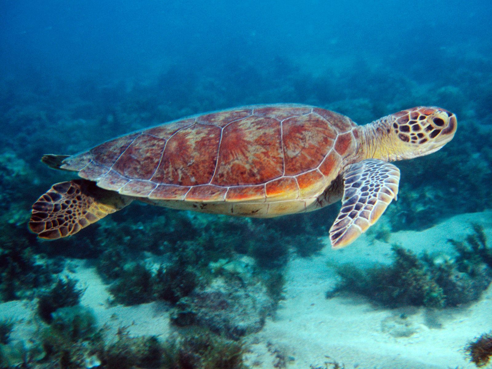 turtle wallpaper,sea turtle,hawksbill sea turtle,olive ridley sea turtle,loggerhead sea turtle,green sea turtle