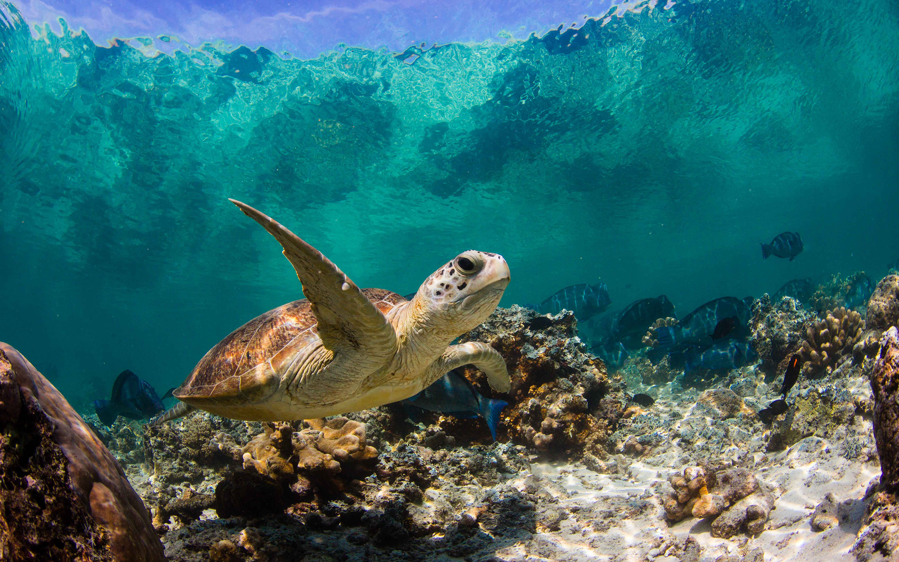 turtle wallpaper,sea turtle,hawksbill sea turtle,green sea turtle,turtle,underwater