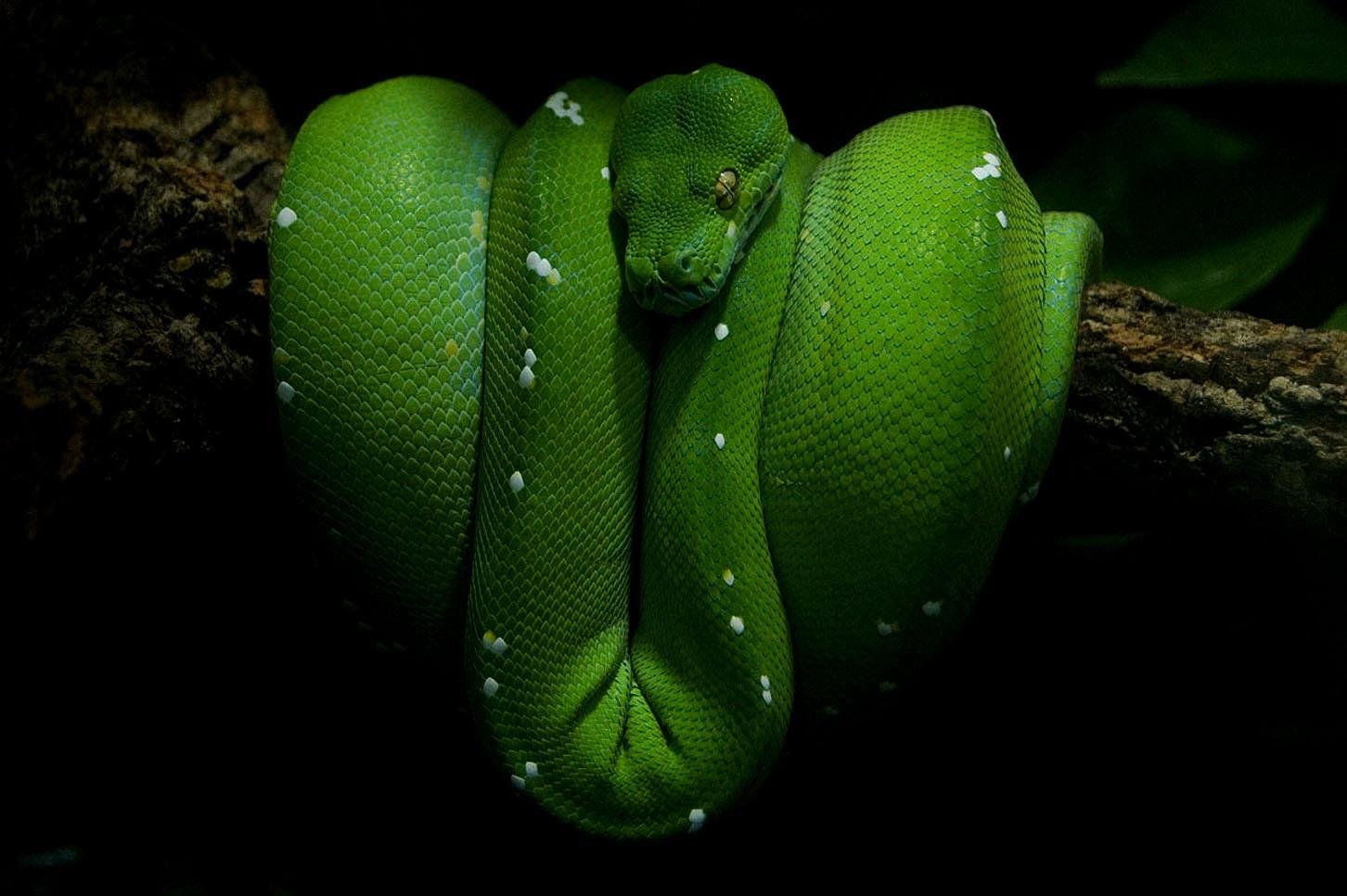 python wallpaper,snake,mamba,western green mamba,serpent,smooth greensnake