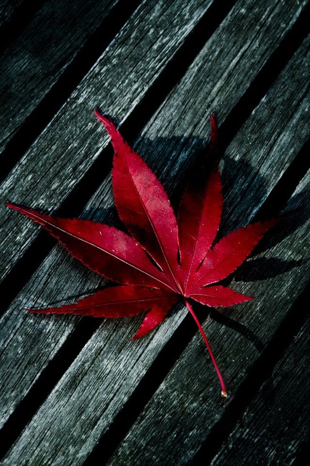 Iphone Maple Leaf Wallpaper Hd WallpaperUse