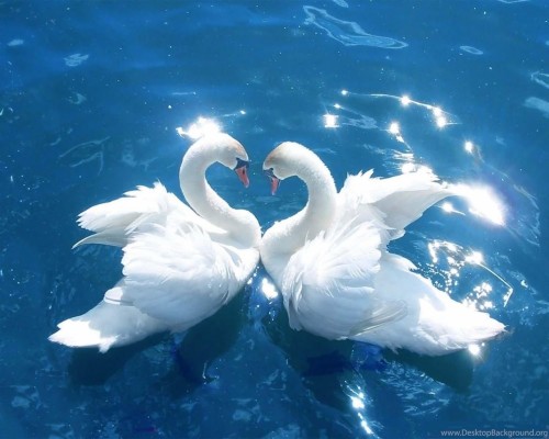 nice wallpapers for mobile,swan,bird,water bird,ducks, geese and swans