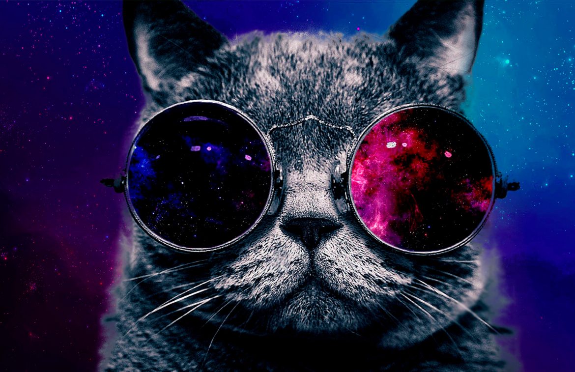 nuevo fondo de pantalla en vivo,gafas,gato,bigotes,hocico,felidae