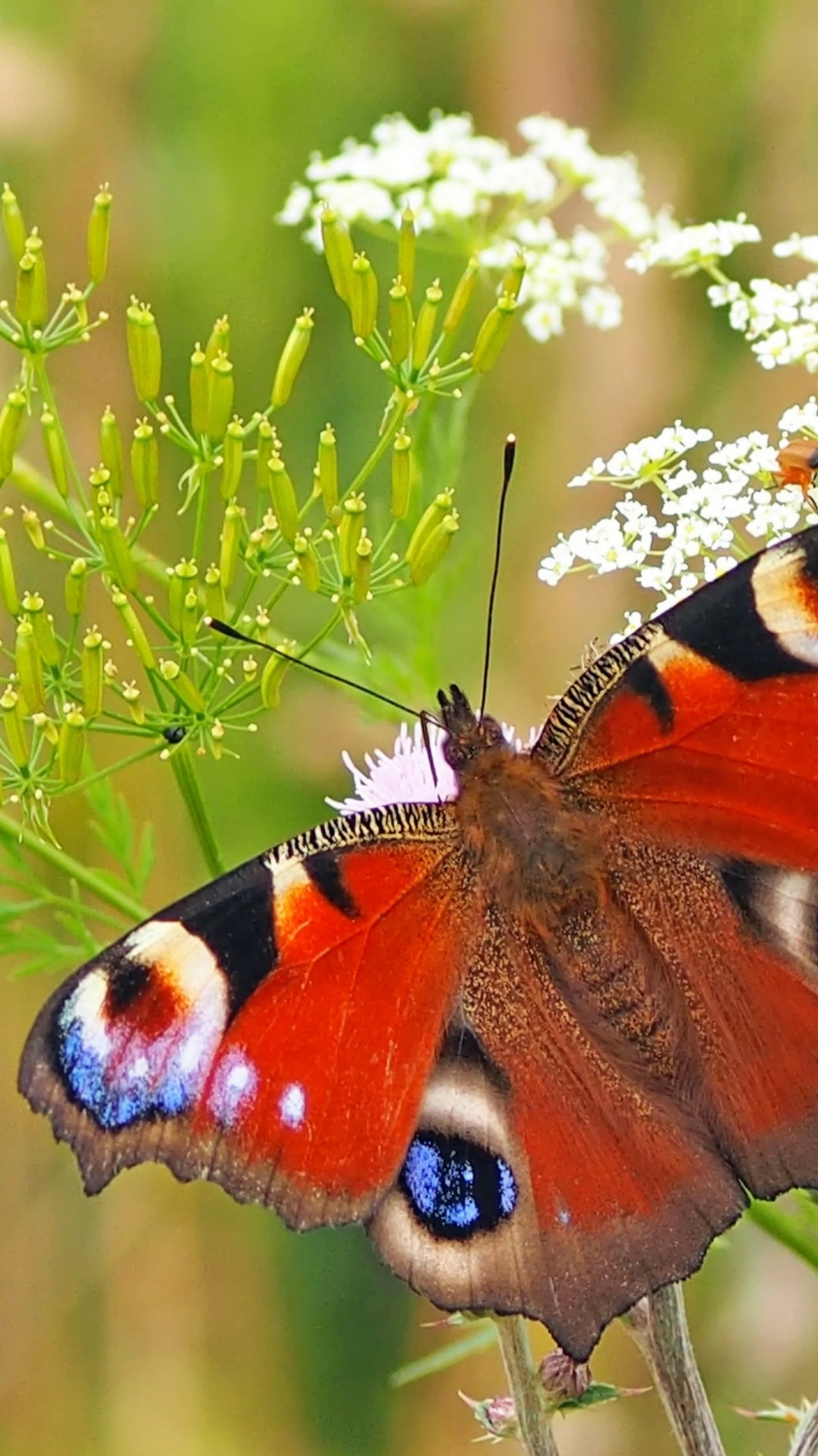 fondos de pantalla hd para android móvil descarga gratuita,polillas y mariposas,mariposa,cynthia subgenus,insecto,aglais io