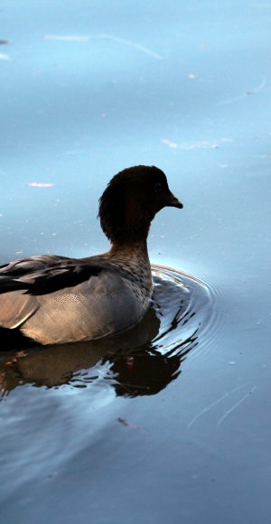 téléchargement de fond d'écran 3d pour mobile android,oiseau,canard,oiseau d'eau,canards,sauvagine