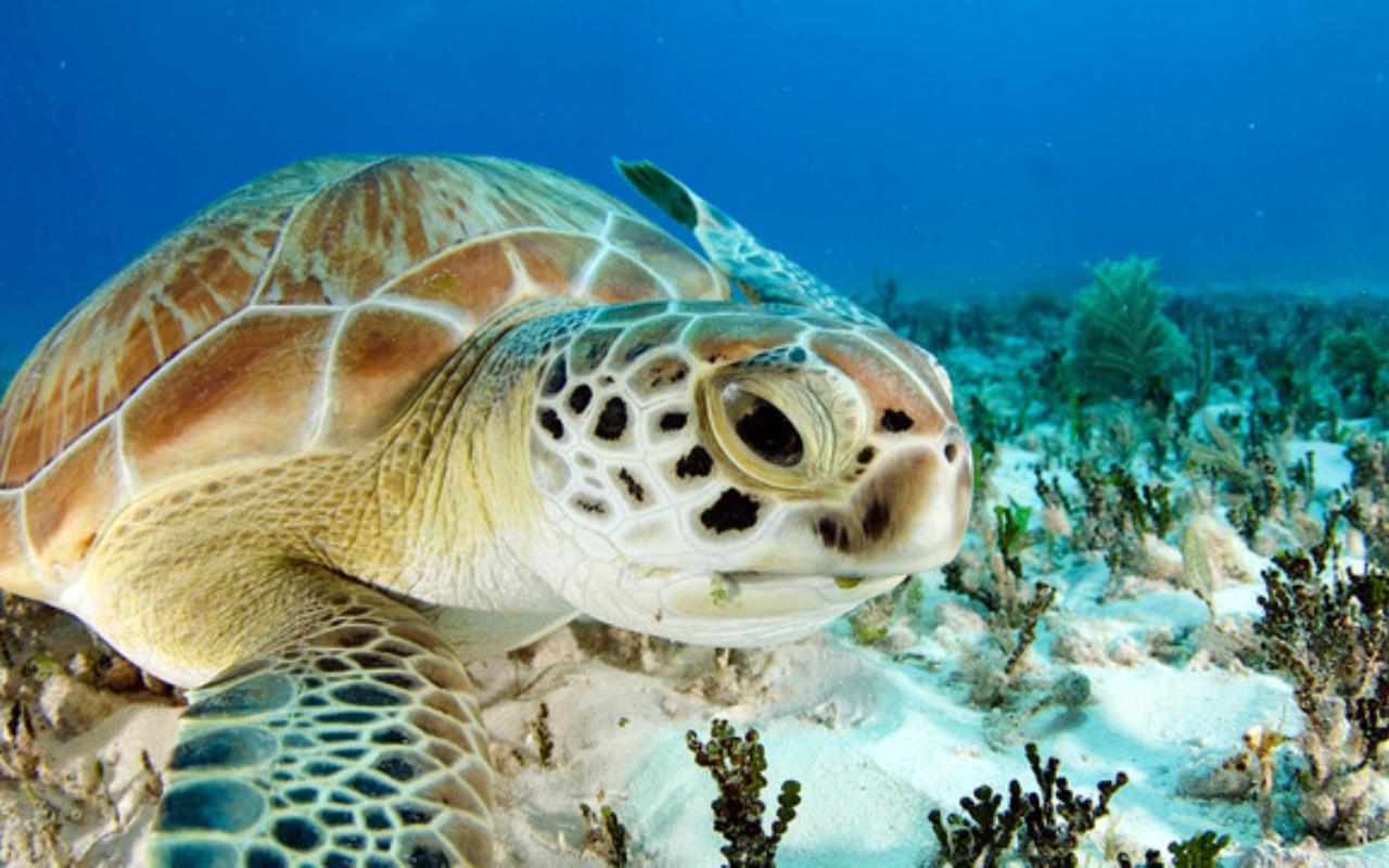 htc live wallpaper,tartaruga di mare,tartaruga di mare,tartaruga marina ridley verde oliva,tartaruga verde,tartaruga
