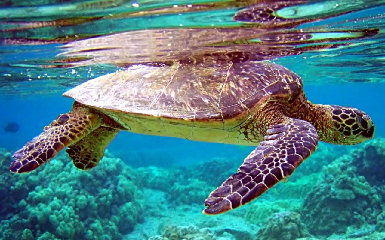 fond d'écran en direct htc,tortue de mer,tortue imbriquée,tortue de mer olive ridley,tortue verte,tortue