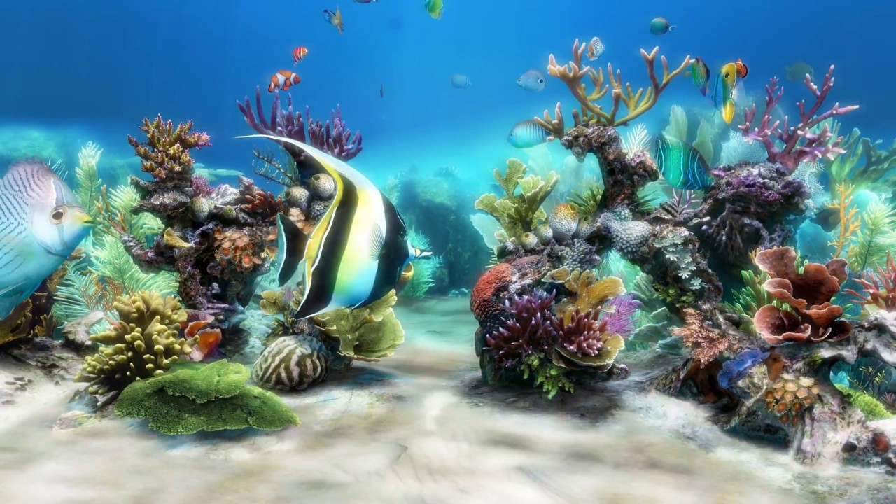 라이브 움직이는 배경 화면 무료,해양 생물학,암초,산호초,수중,돌이 많은 산호초