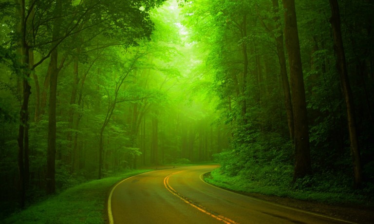 descarga de imagen de fondo de pantalla,verde,naturaleza,paisaje natural,luz del sol,bosque