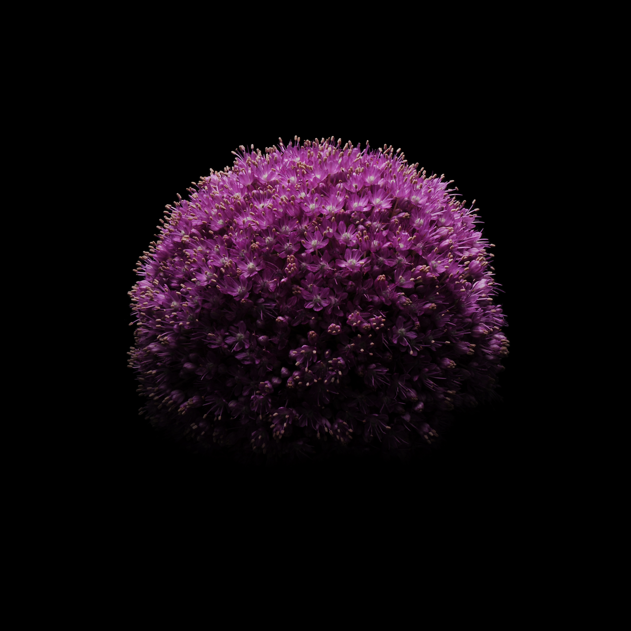 téléchargement d'image de fond d'écran,violet,violet,lilas,plante,nuit