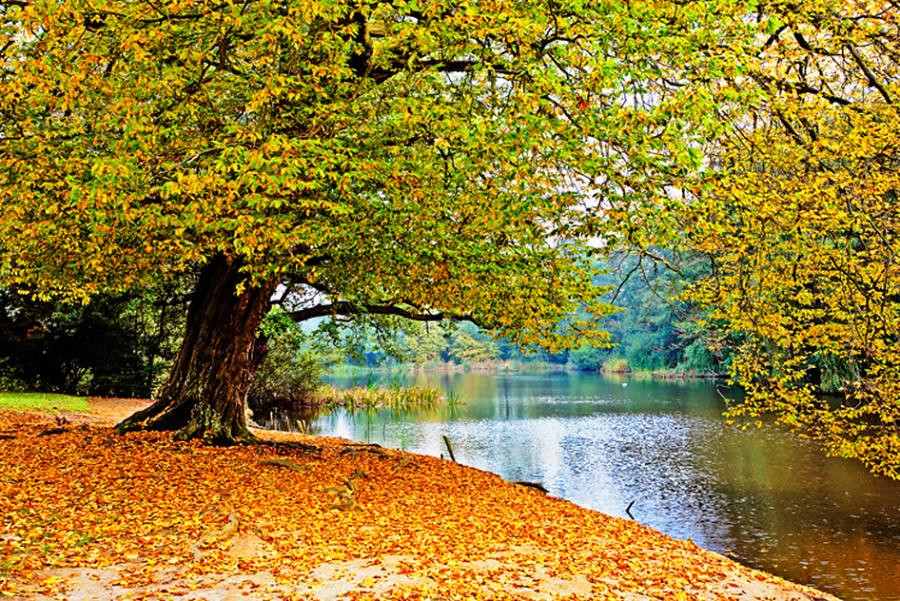 wallpaper picture download,tree,natural landscape,nature,autumn,reflection