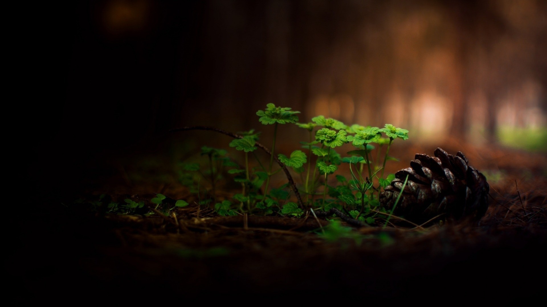 téléchargement d'image de fond d'écran,la nature,vert,lumière,photographie de nature morte,feuille