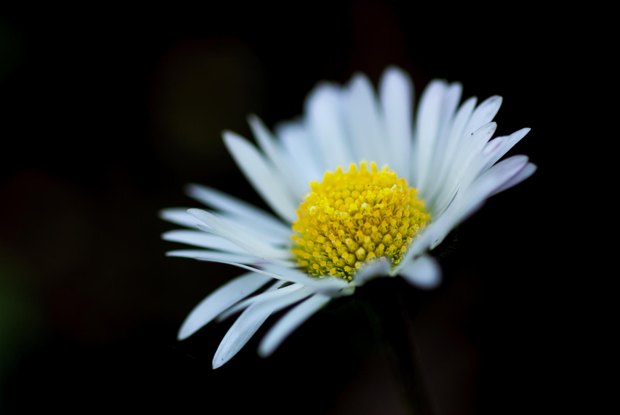 wallpaper picture download,flower,flowering plant,oxeye daisy,daisy,petal