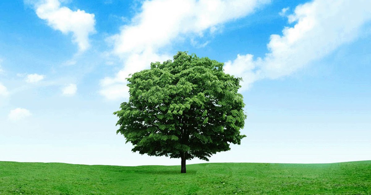 download gambar wallpaper,tree,green,nature,natural landscape,sky