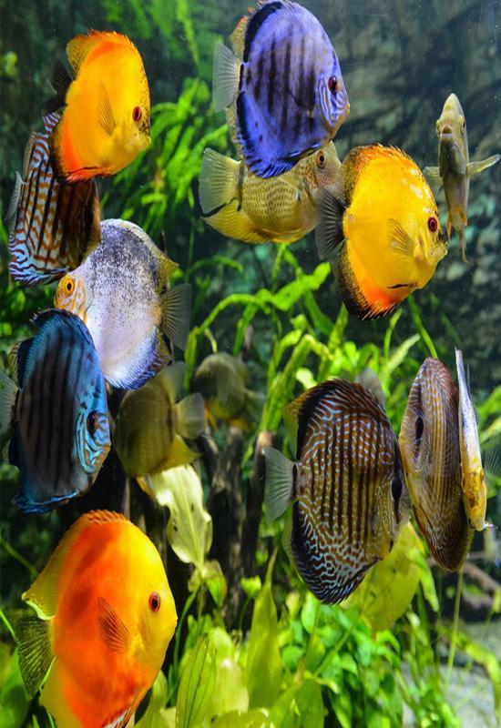 ダウンロード壁紙gerak,魚,海洋生物学,魚,淡水水族館,水族館