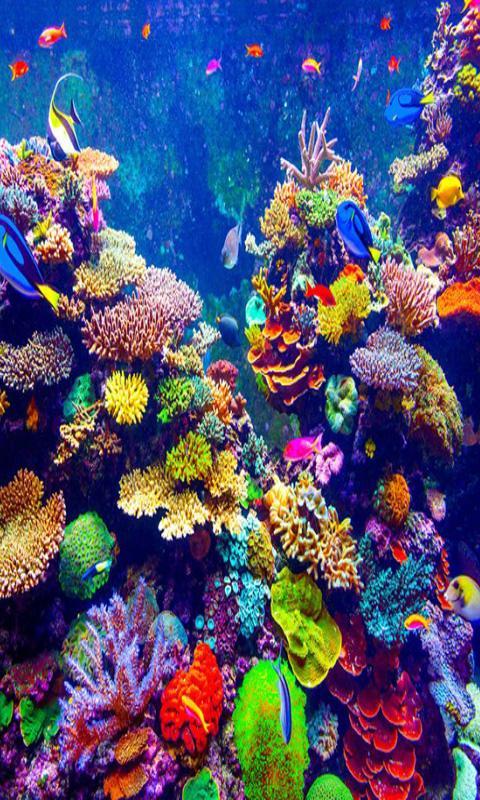 download wallpaper gerak,reef,coral reef,natural environment,stony coral,marine biology