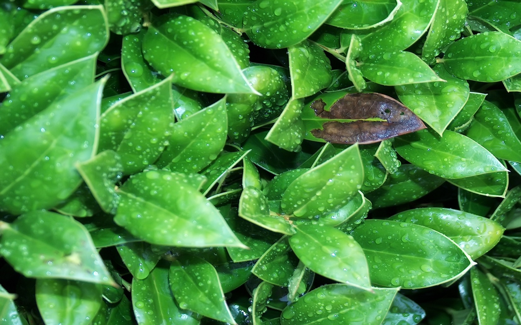 scarica l'animazione animata per hp,foglia,verde,pianta,fiore,groundcover