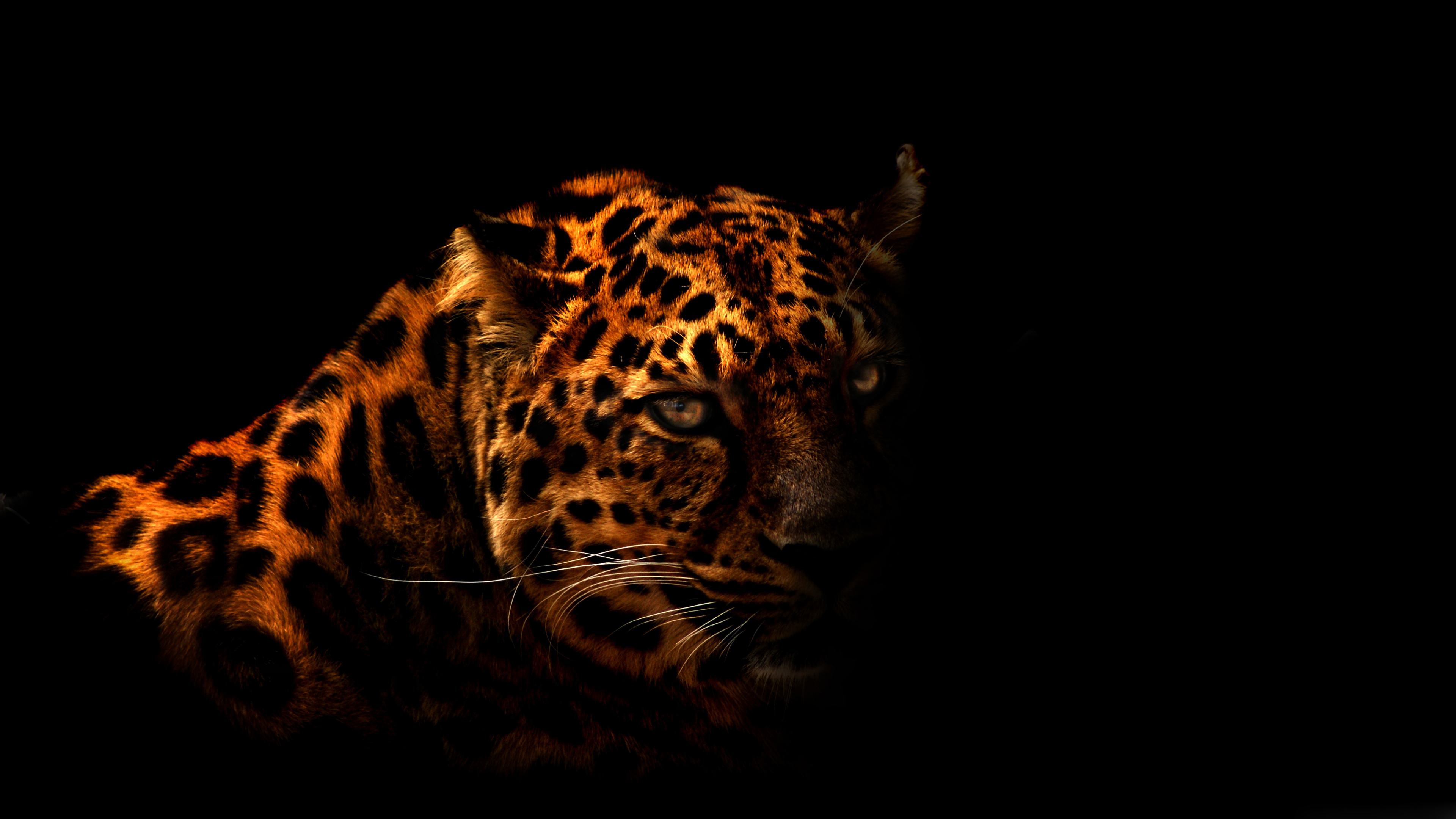 alto fondo de pantalla hd,jaguar,felidae,fauna silvestre,leopardo,bigotes