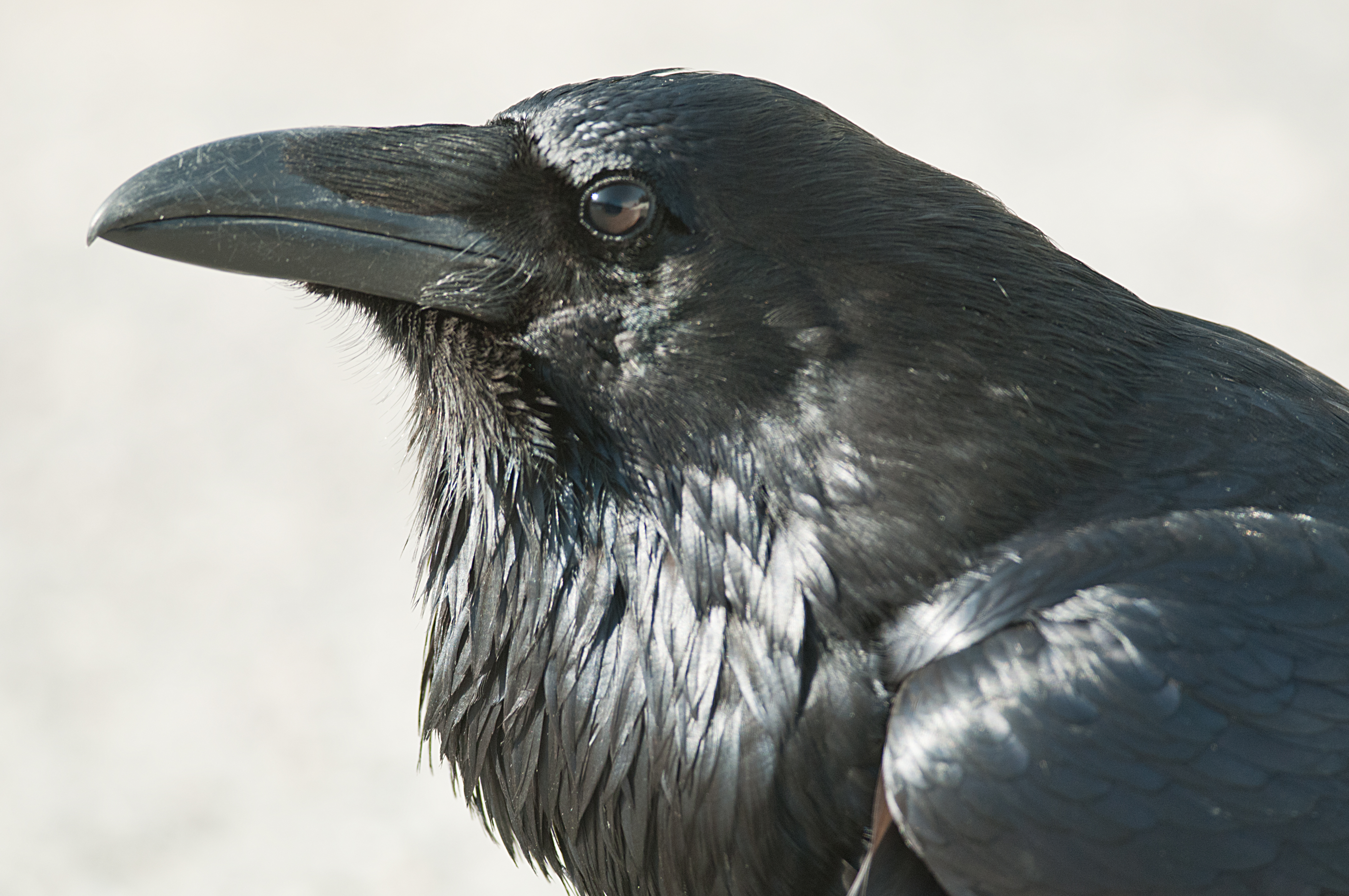 raven wallpaper,bird,crow,raven,fish crow,beak