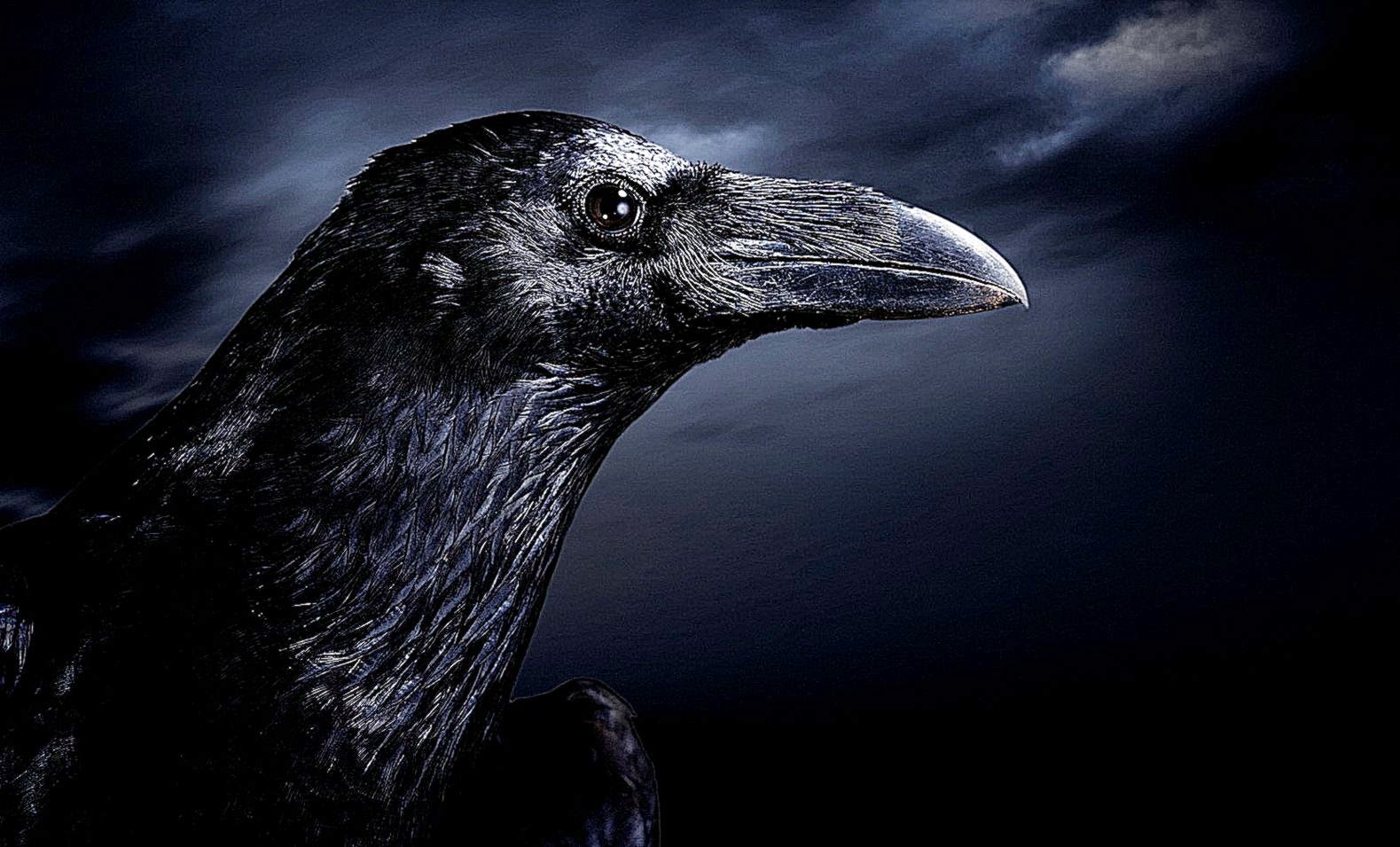 raven wallpaper,raven,bird,beak,raven,crow