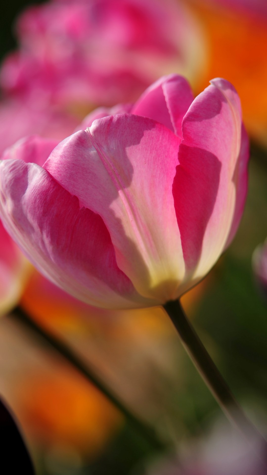 fondo de pantalla de gambar untuk,pétalo,planta floreciendo,flor,tulipán,rosado