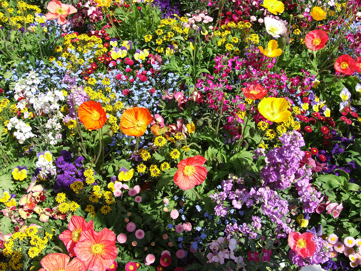 wallpaper gratis,flower,flowering plant,plant,wildflower,spring