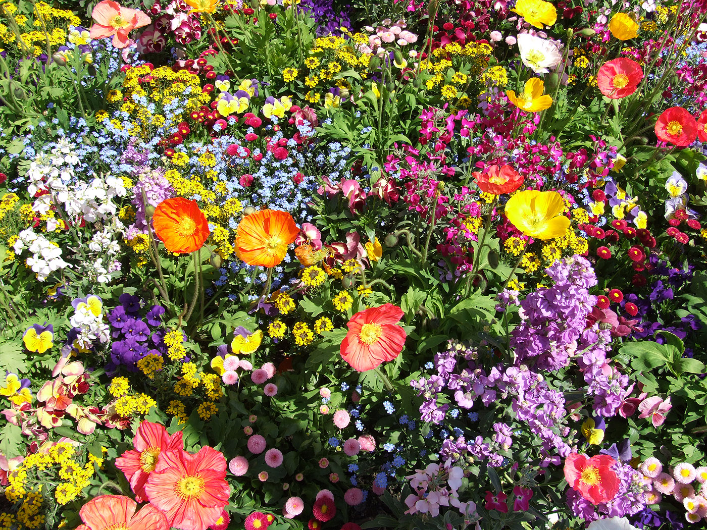 sfondi gratis,fiore,pianta fiorita,pianta,fiore di campo,primavera