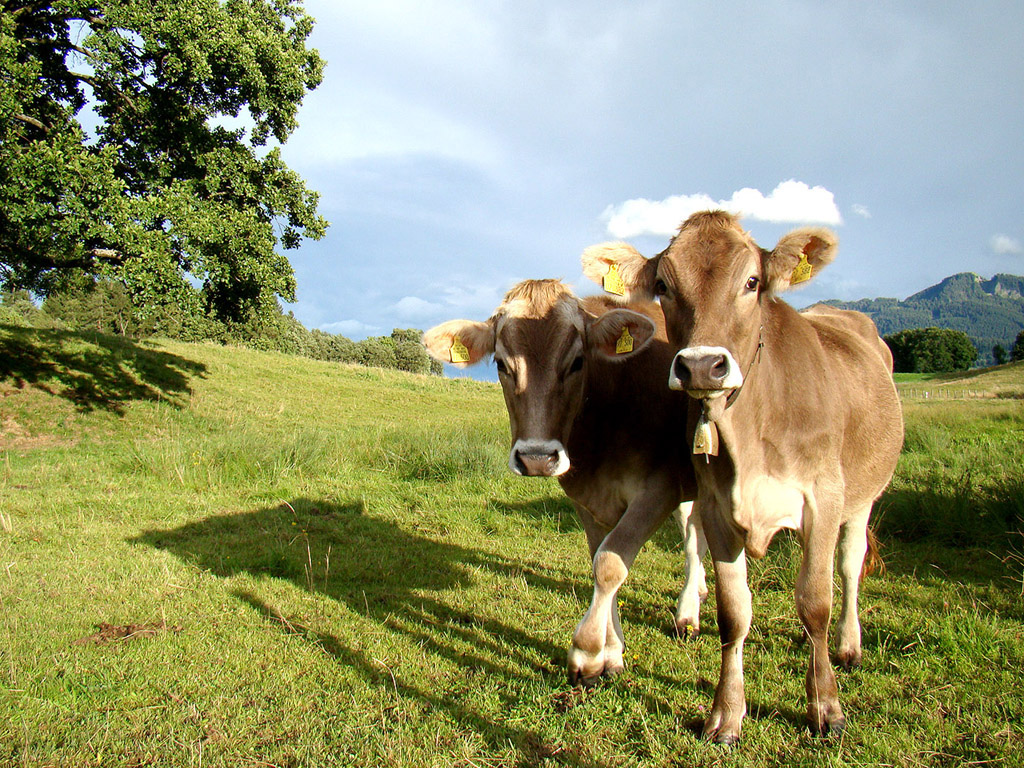 fond d'écran gratuit,vache laitière,prairie,paysage naturel,prairie,pâturage