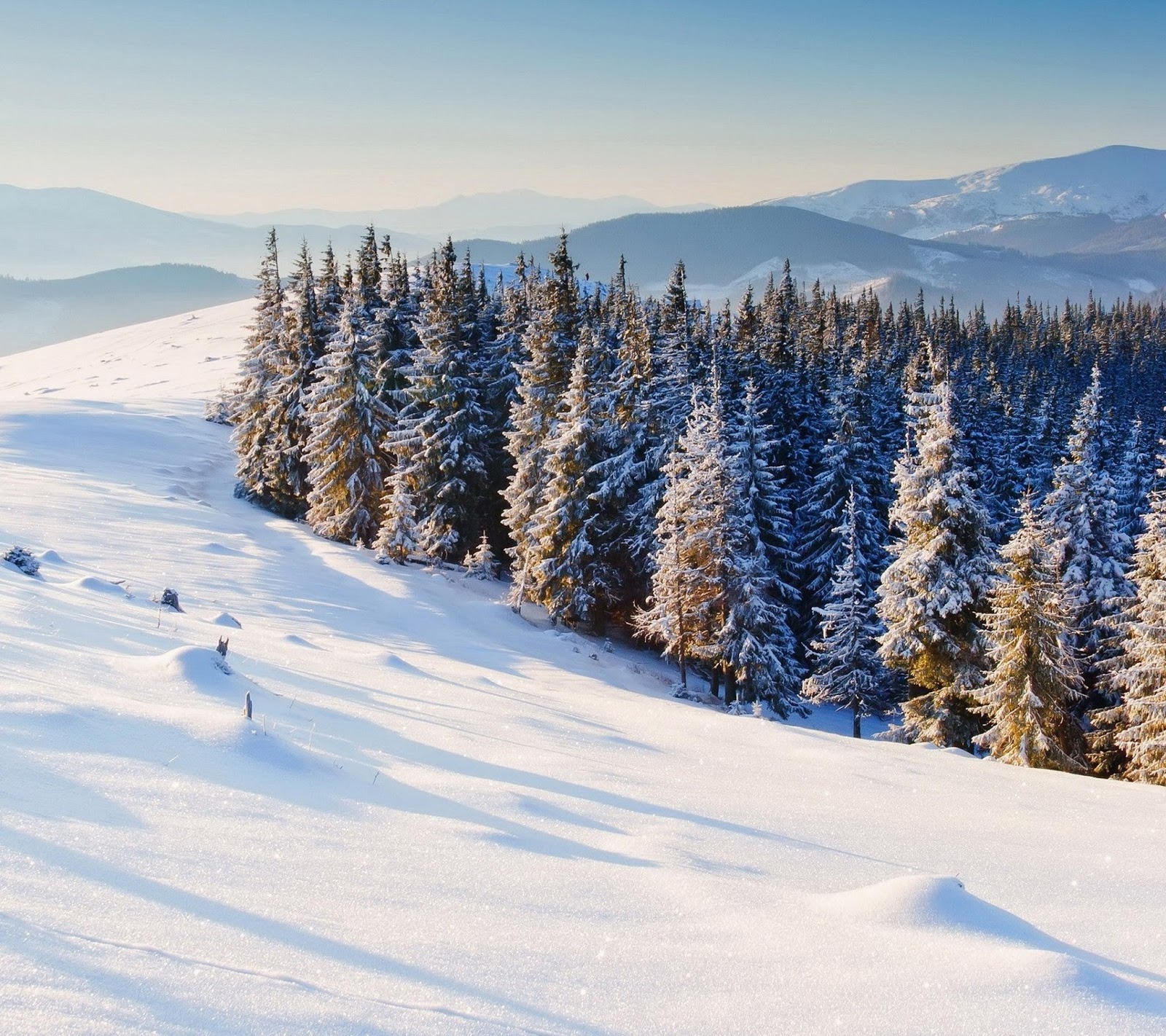 wallpaper hp android terbagus,snow,winter,shortleaf black spruce,tree,lodgepole pine