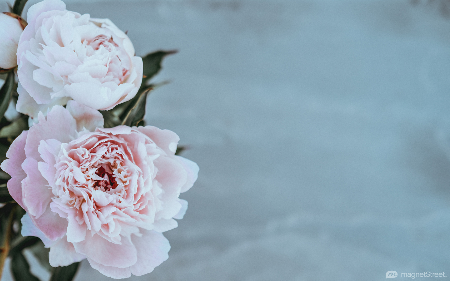 papel pintado de la boda,flor,pétalo,rosado,planta floreciendo,planta